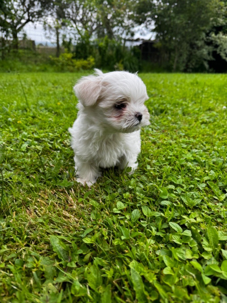 by Joon - Chiot disponible  - Bichon maltais