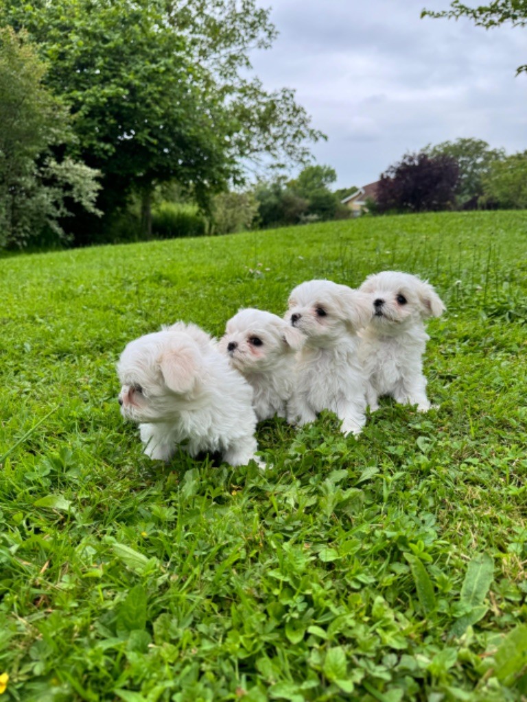 chiot Bichon maltais by Joon