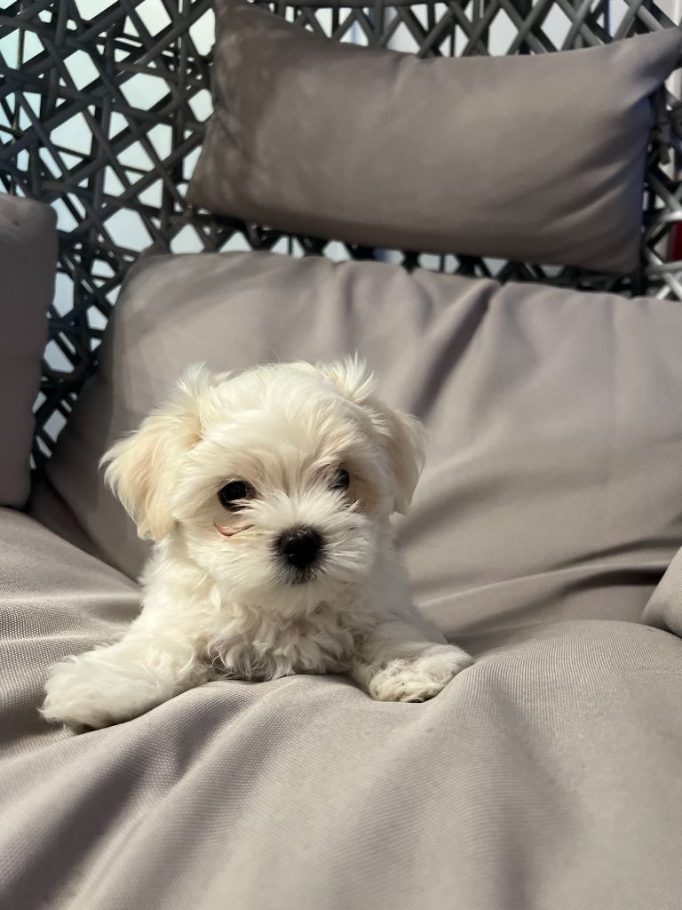 by Joon - Bichon maltais - Portée née le 13/07/2022